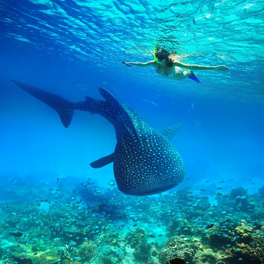 Woman snorkeling beside a whale shark in Cebu