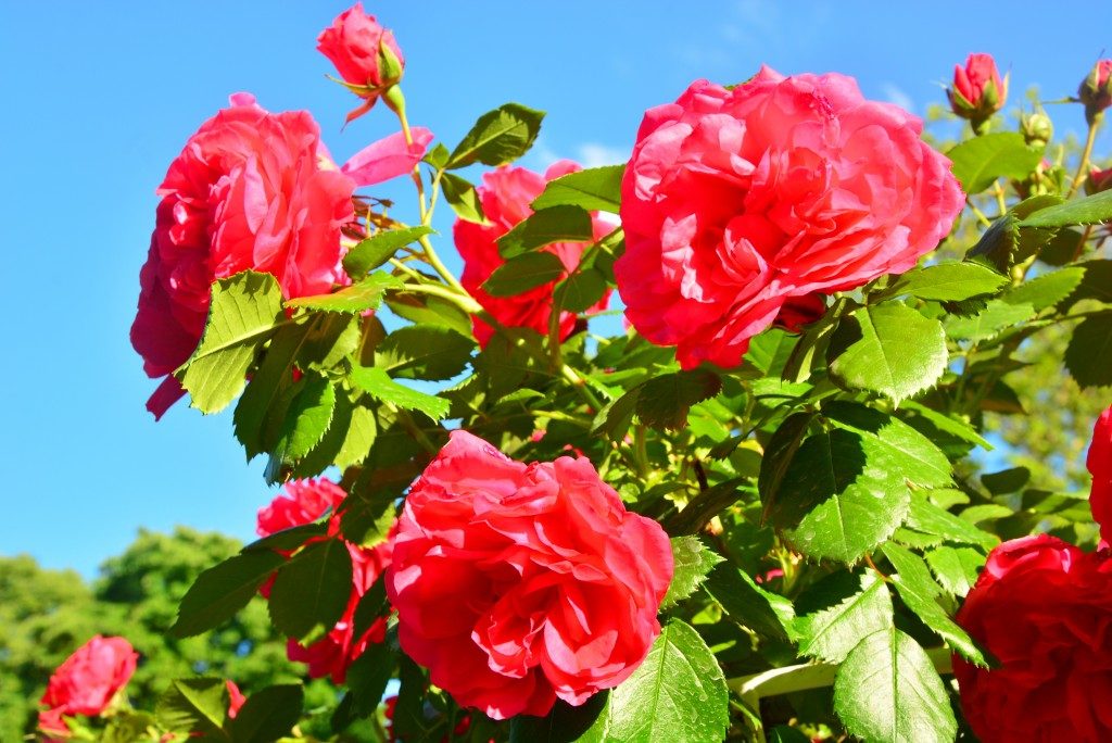 red roses in the garden blooming under the sun