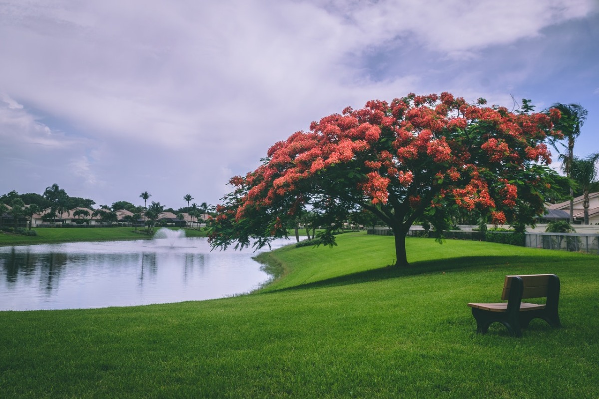 tree on a park